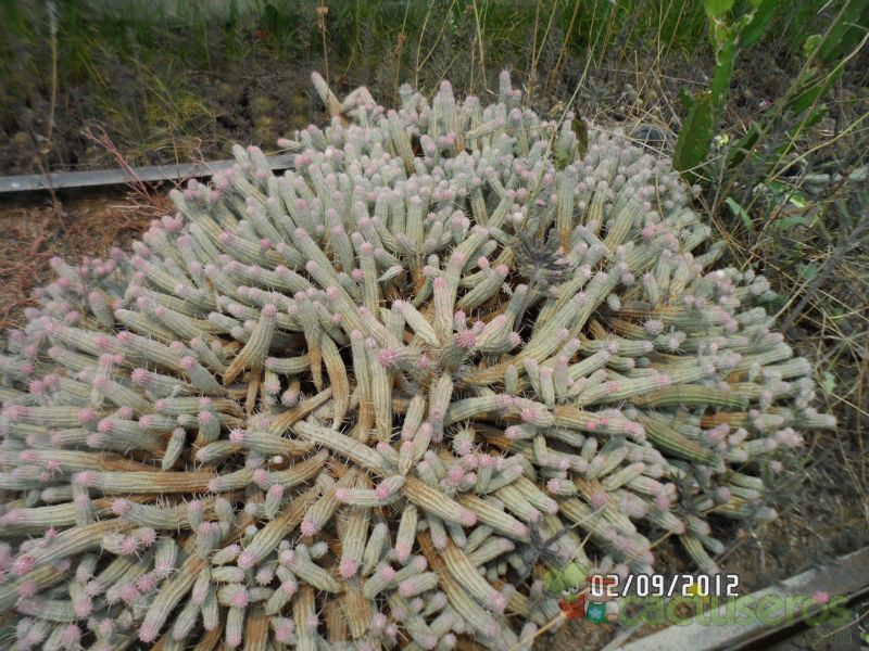 Una foto de Euphorbia mammillaris fma. variegada