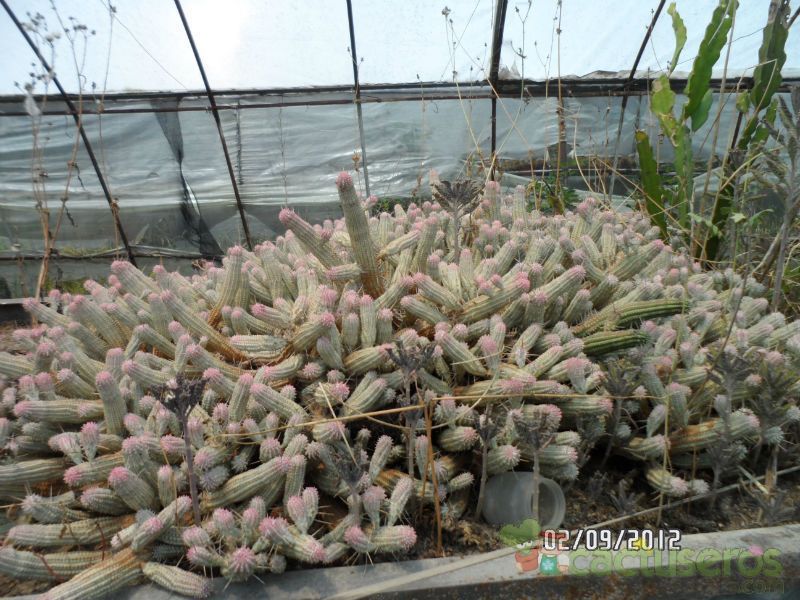 Una foto de Euphorbia mammillaris fma. variegada