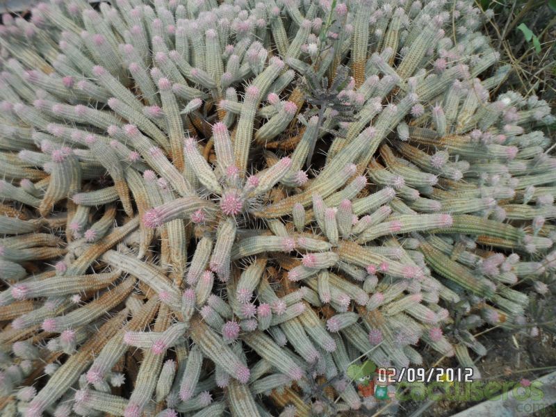 Una foto de Euphorbia mammillaris fma. variegada