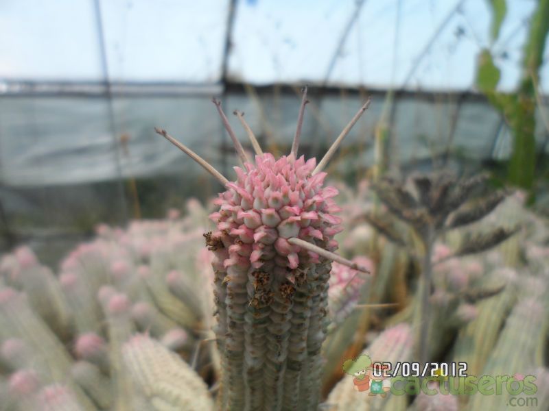 Una foto de Euphorbia mammillaris fma. variegada