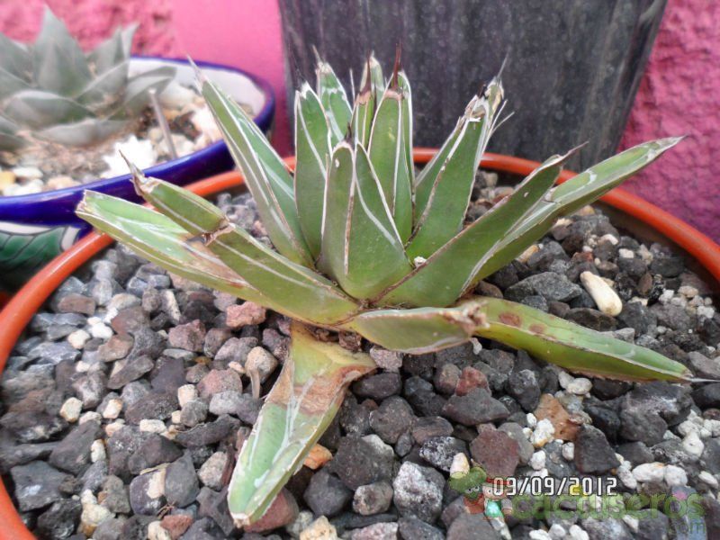A photo of Agave victoriae-reginae