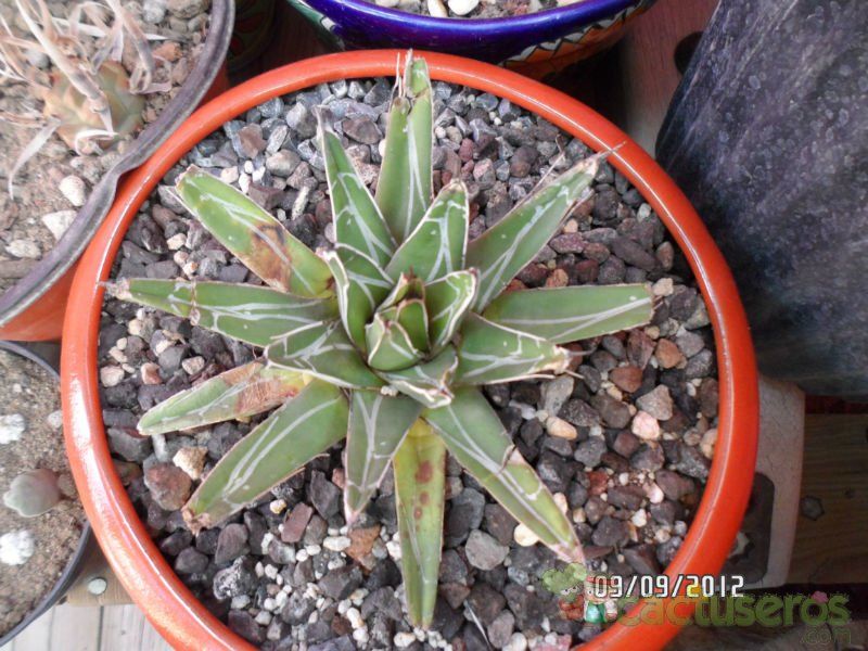A photo of Agave victoriae-reginae