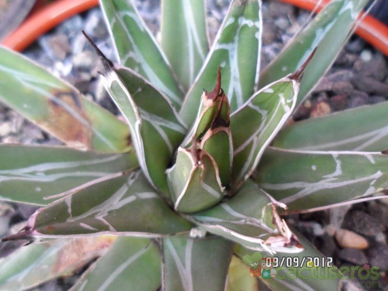A photo of Agave victoriae-reginae