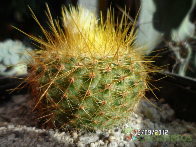 A photo of Parodia chrysacanthion