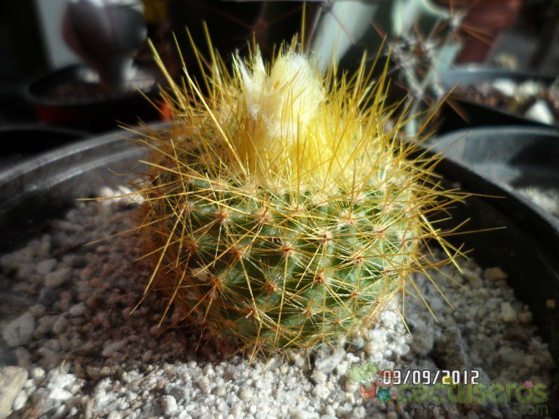 A photo of Parodia chrysacanthion