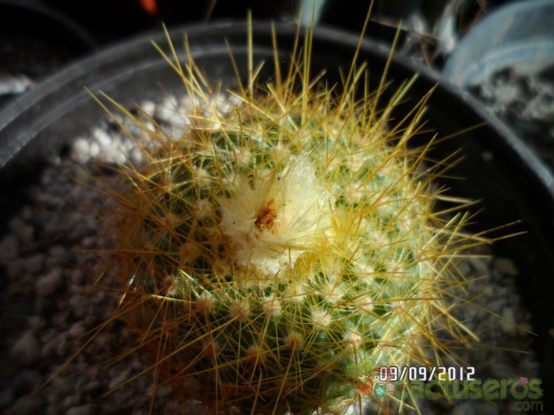 A photo of Parodia chrysacanthion