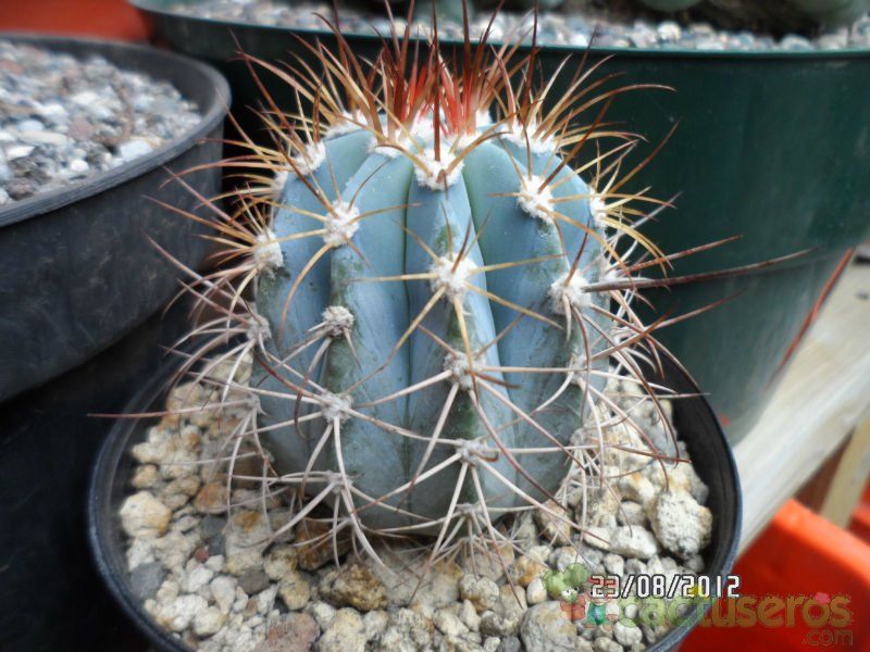 A photo of Melocactus azureus
