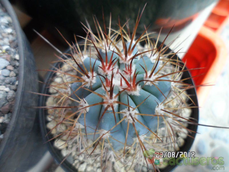 A photo of Melocactus azureus