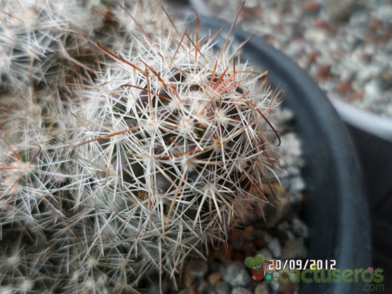Una foto de Mammillaria hutchisoniana