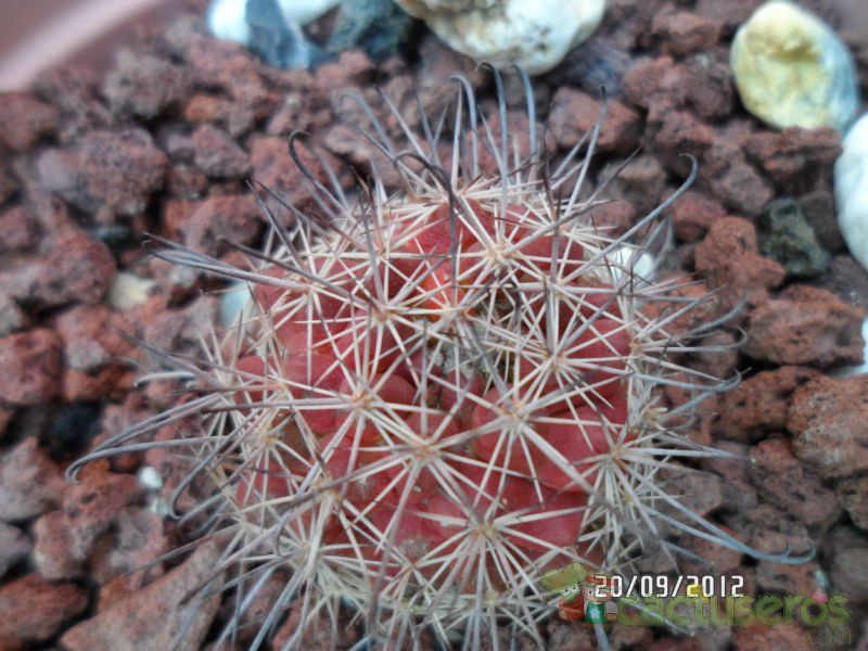Una foto de Mammillaria beneckei