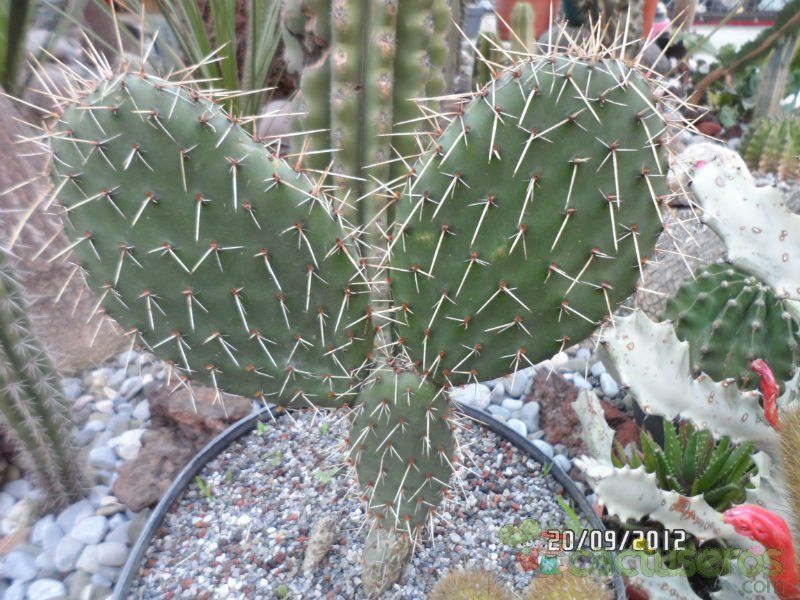 Una foto de Opuntia lagunae