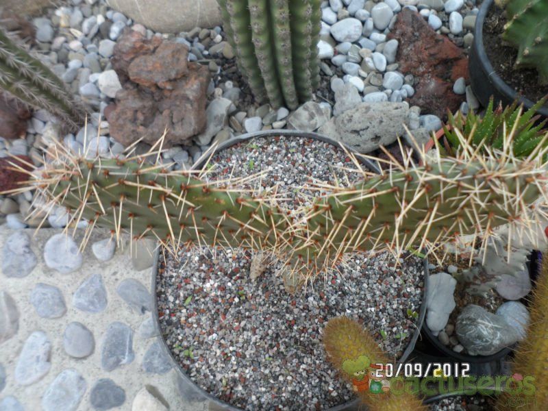 Una foto de Opuntia lagunae