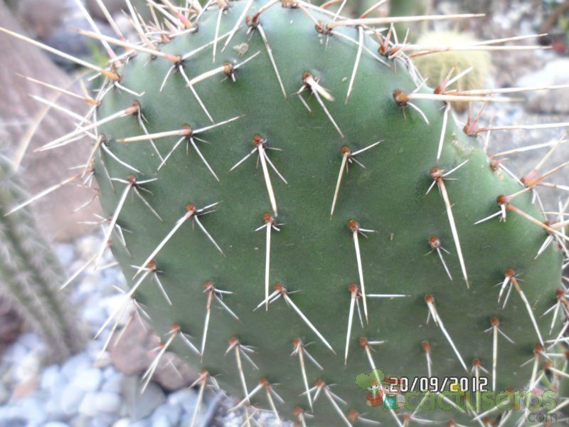 Una foto de Opuntia lagunae