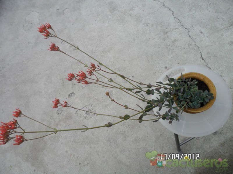 Una foto de Kalanchoe rotundifolia
