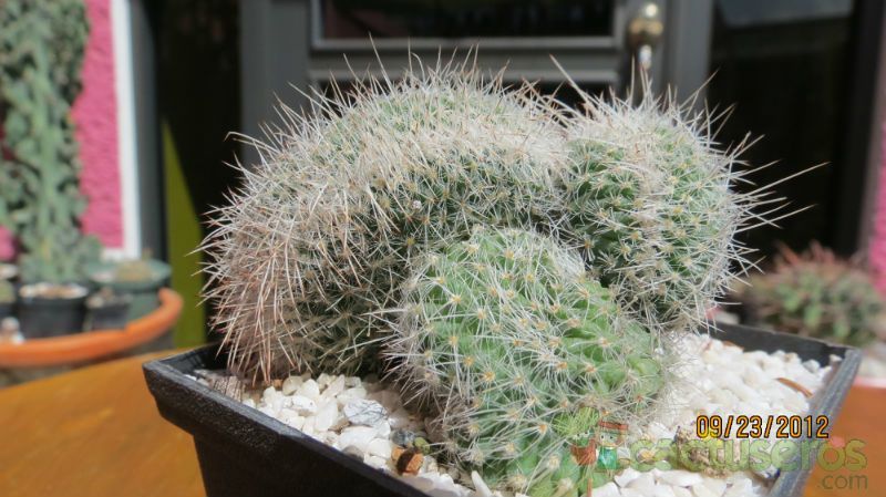 Una foto de Mammillaria geminispina fma. crestada