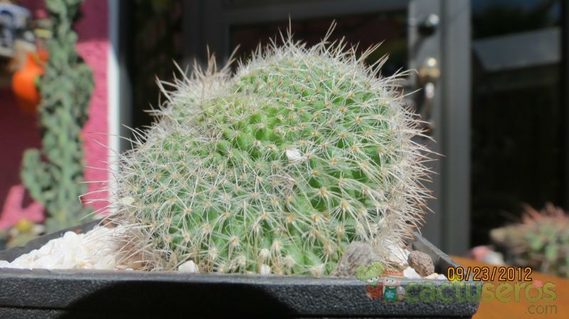 Una foto de Mammillaria geminispina fma. crestada