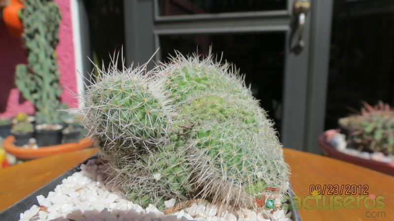 Una foto de Mammillaria geminispina fma. crestada