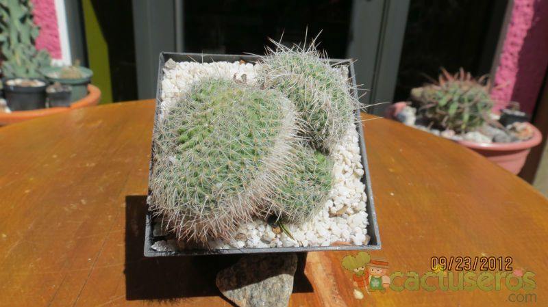 Una foto de Mammillaria geminispina fma. crestada