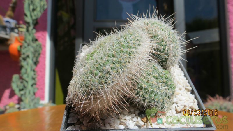 Una foto de Mammillaria geminispina fma. crestada