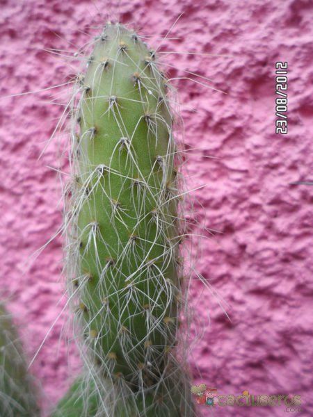 A photo of Opuntia polyacantha var. erinacea