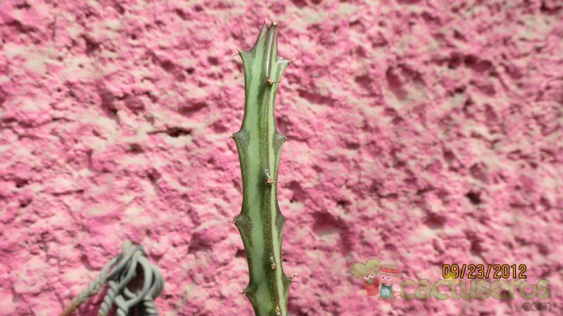 Una foto de Euphorbia knuthii
