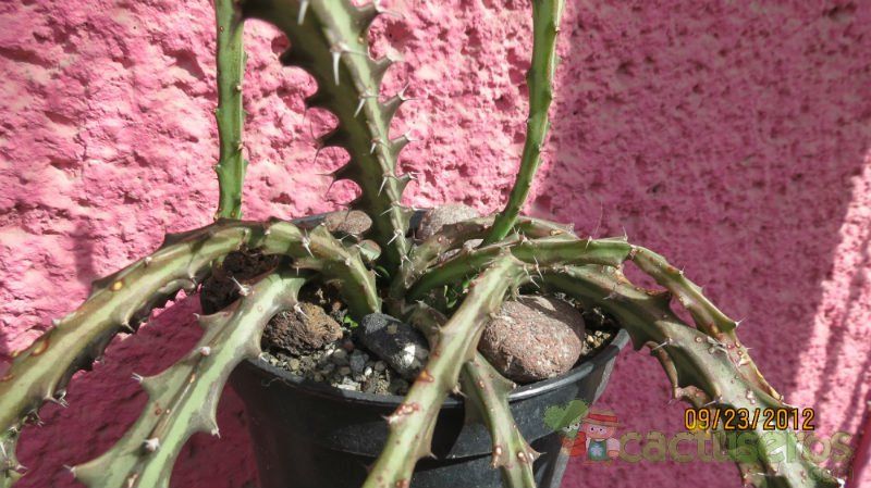 Una foto de Euphorbia knuthii