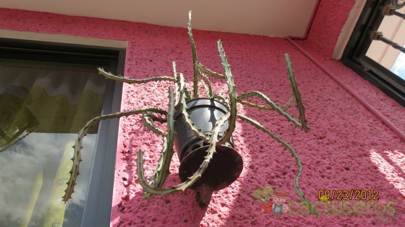 Una foto de Euphorbia knuthii