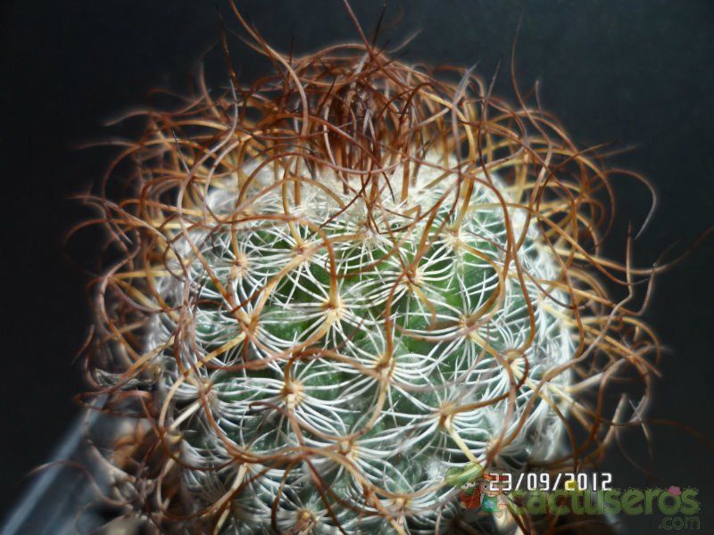 A photo of Mammillaria huitzilopochtli ssp niduliformis