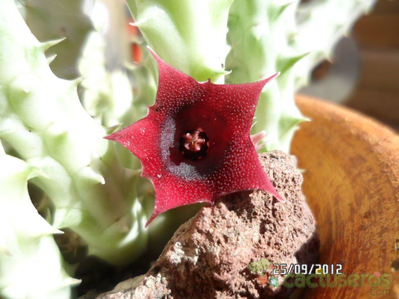 Una foto de Huernia macrocarpa ssp. macrocarpa