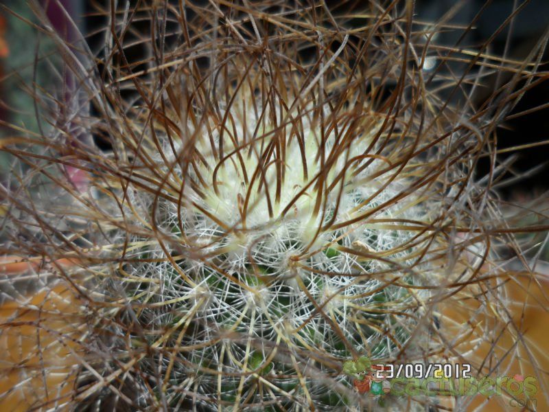 A photo of Mammillaria rekoi subsp. leptacantha