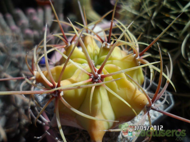 A photo of Ferocactus histrix