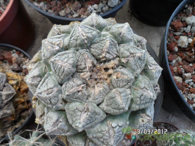 Una foto de Ariocarpus fissuratus subsp. fissuratus
