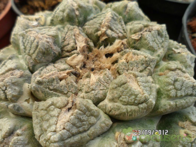 Una foto de Ariocarpus fissuratus subsp. fissuratus
