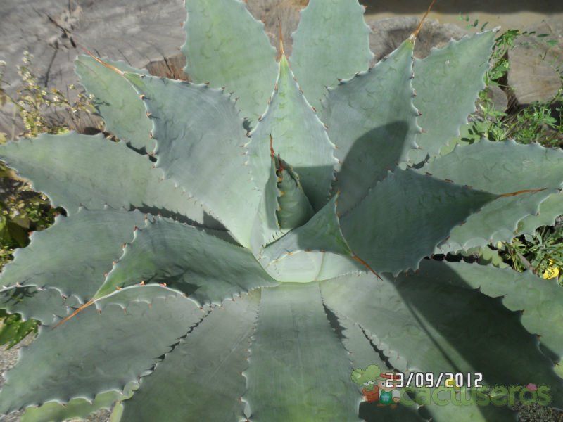 A photo of Agave ovatifolia