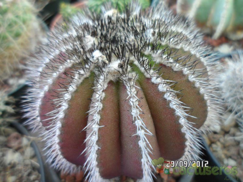 Una foto de Uebelmannia pectinifera