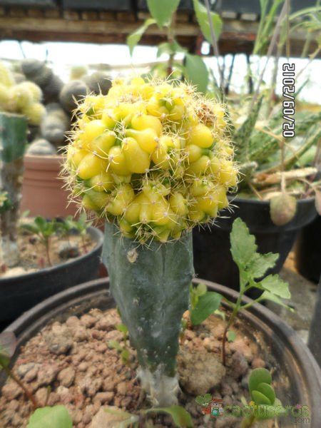 A photo of Gymnocalycium anisitsii ssp. damsii cv. Multiproliferum fma. variegada