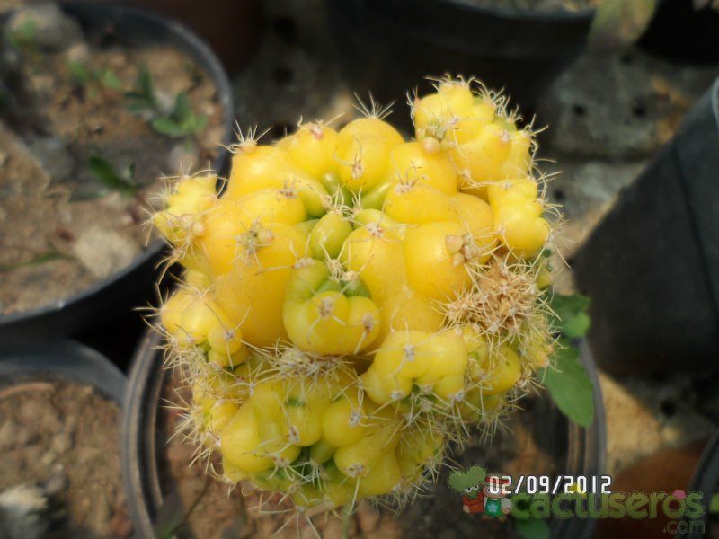 A photo of Gymnocalycium anisitsii ssp. damsii cv. Multiproliferum fma. variegada