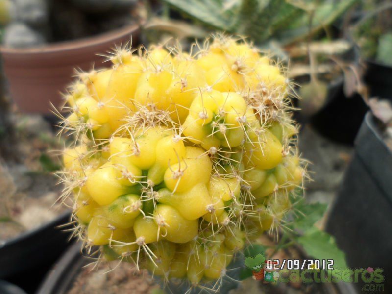A photo of Gymnocalycium anisitsii ssp. damsii cv. Multiproliferum fma. variegada