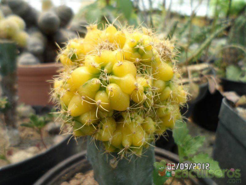 A photo of Gymnocalycium anisitsii ssp. damsii cv. Multiproliferum fma. variegada