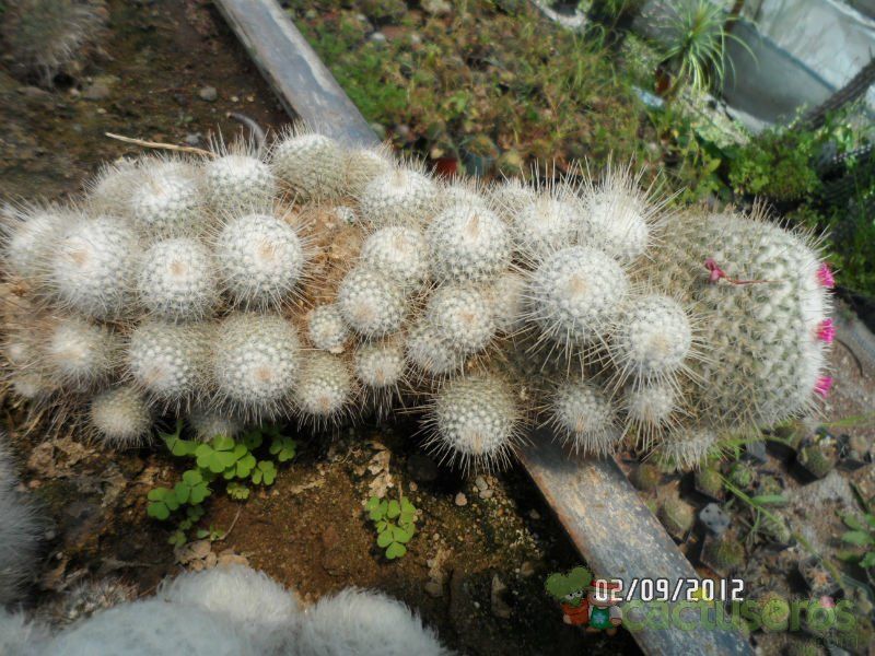 Una foto de Mammillaria geminispina