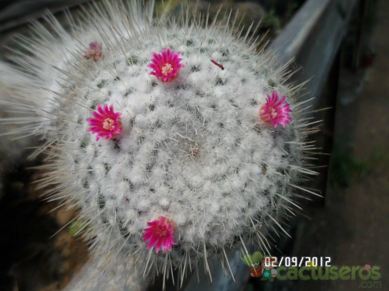 Una foto de Mammillaria geminispina