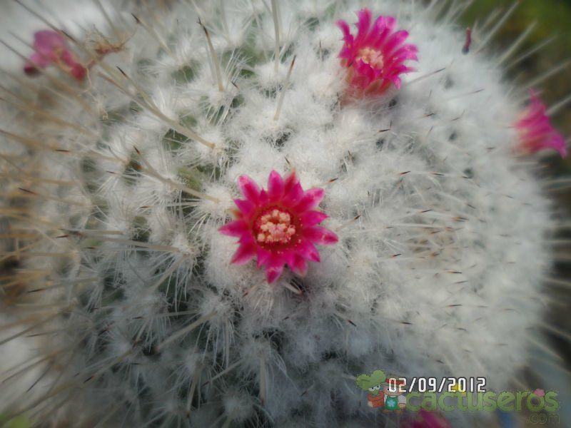 Una foto de Mammillaria geminispina