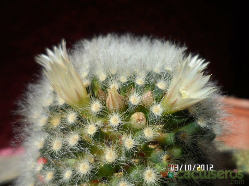 Una foto de Mammillaria albicoma