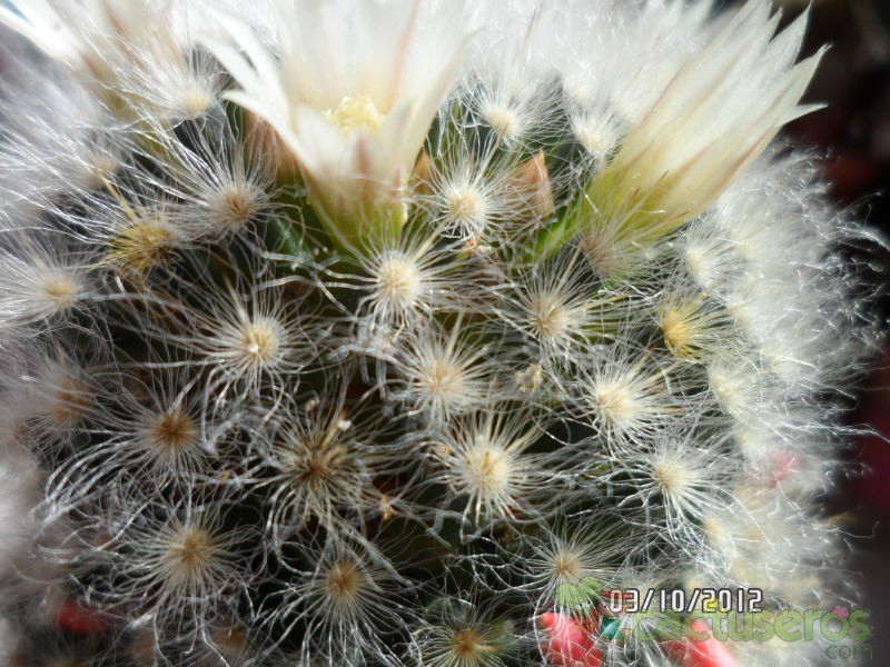 Una foto de Mammillaria albicoma