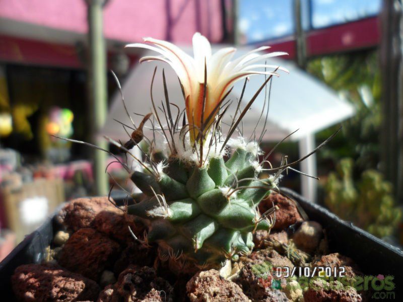 Una foto de Turbinicarpus schmiedickeanus ssp. gracilis