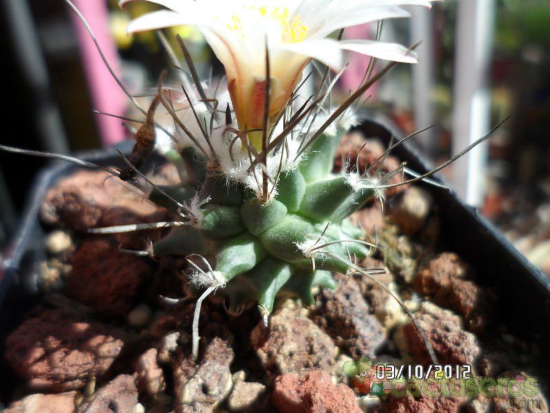 Una foto de Turbinicarpus schmiedickeanus ssp. gracilis