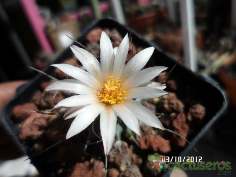 Una foto de Turbinicarpus schmiedickeanus ssp. gracilis
