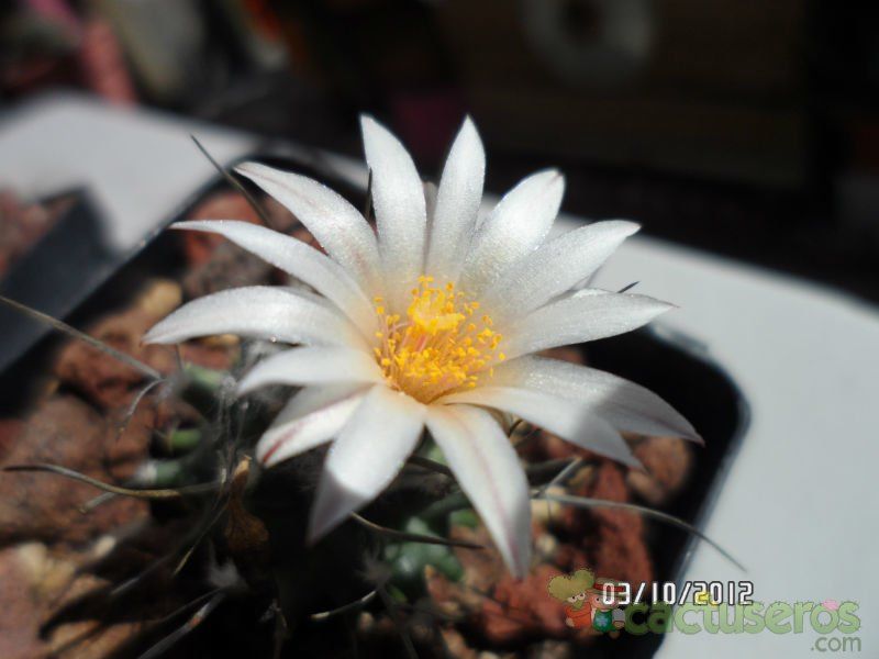 Una foto de Turbinicarpus schmiedickeanus ssp. gracilis
