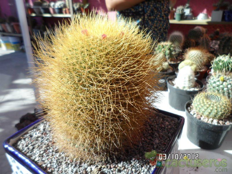 A photo of Mammillaria rhodantha ssp. pringlei