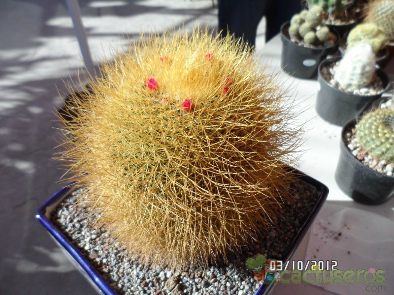 A photo of Mammillaria rhodantha ssp. pringlei